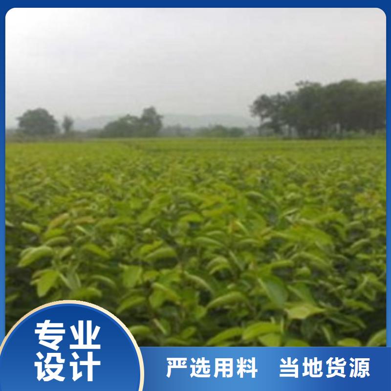 梨树苗蓝莓苗价格合理