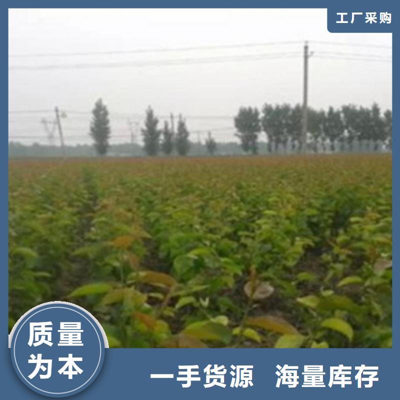 【梨树苗】_桃树苗品牌企业