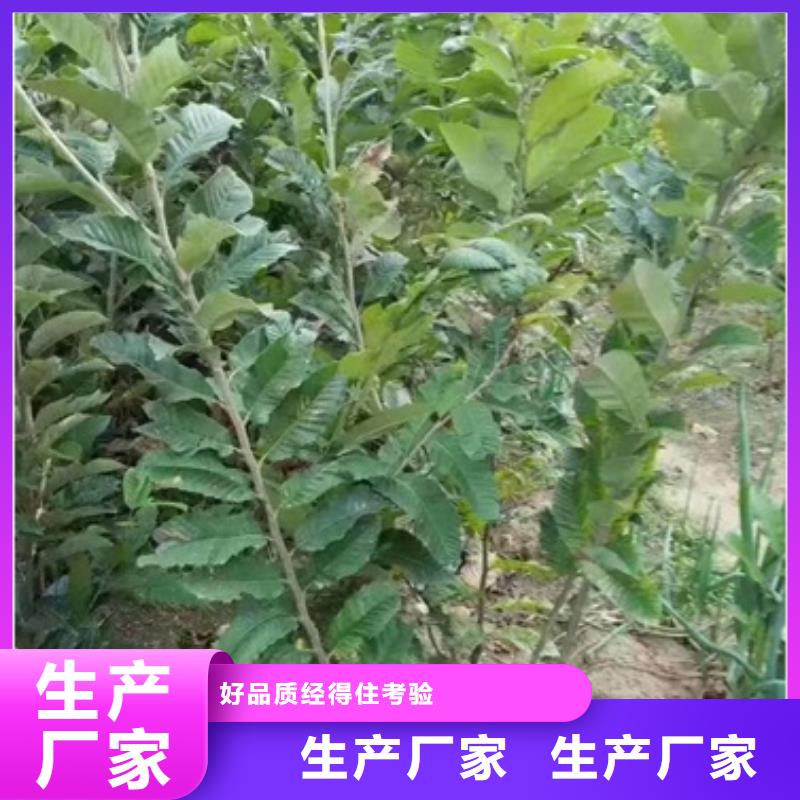 【板栗苗梨树苗支持大批量采购】