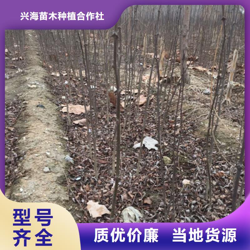 【花椒苗_梨树苗您身边的厂家】