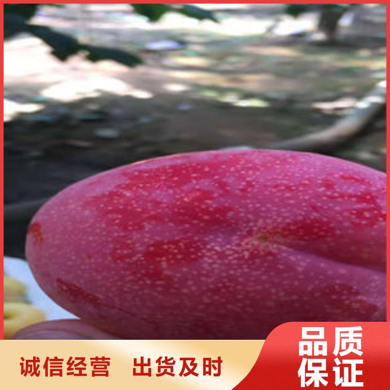 【李子苗】山楂苗工艺层层把关