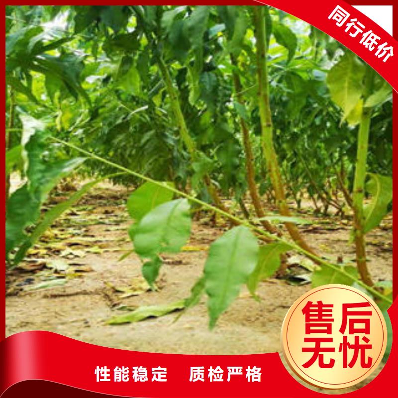 李子苗_核桃苗价格有优势