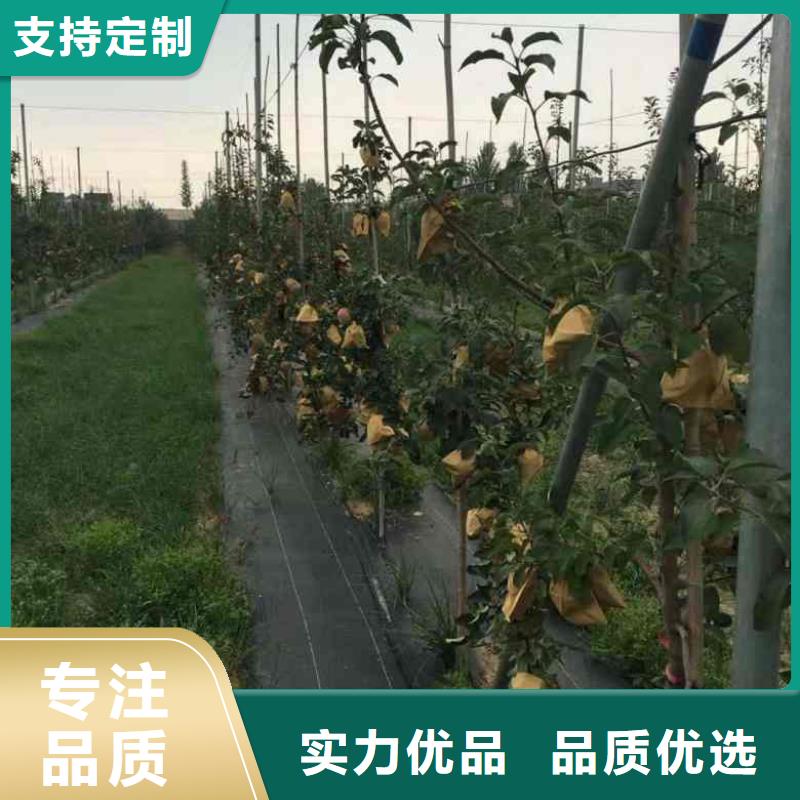 苹果苗 【花椒苗】随心所欲定制