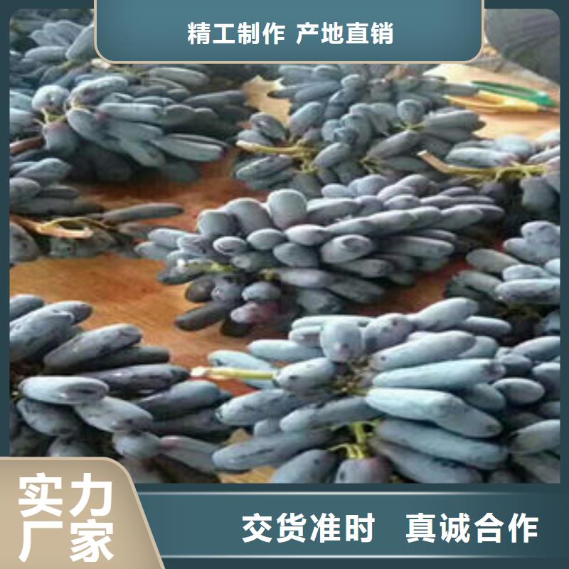 葡萄苗-梨树苗欢迎来厂考察