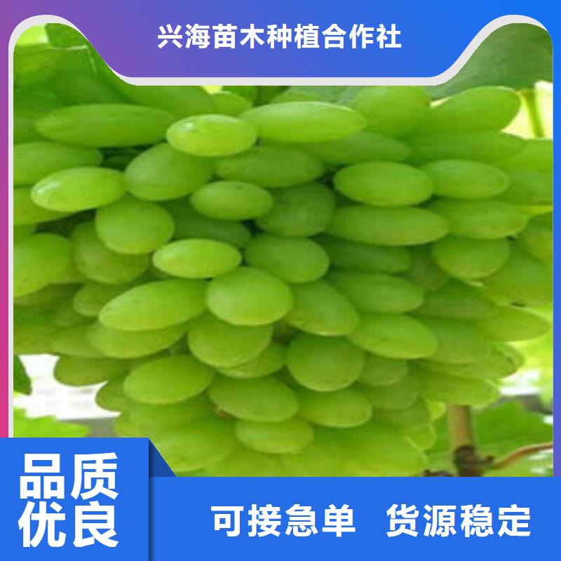 葡萄苗-梨树苗欢迎来厂考察