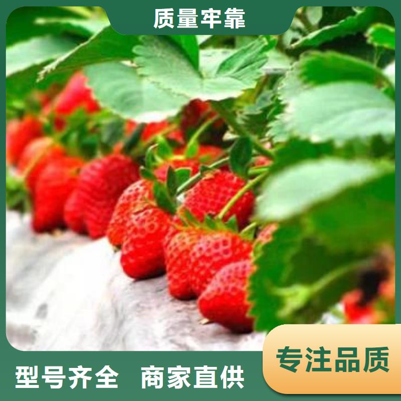 草莓苗-蓝莓苗送货上门