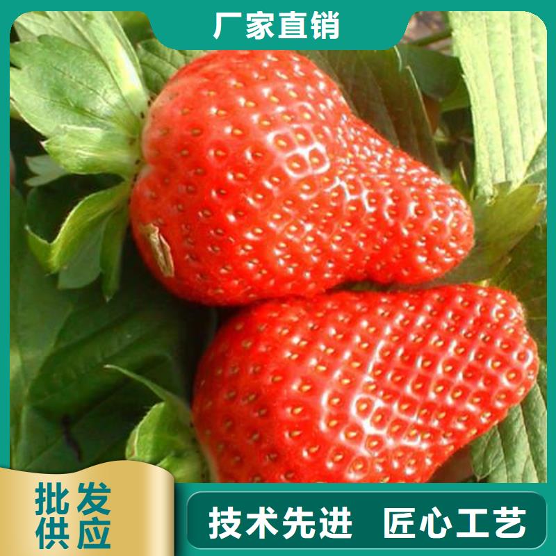 草莓苗核桃苗厂家案例