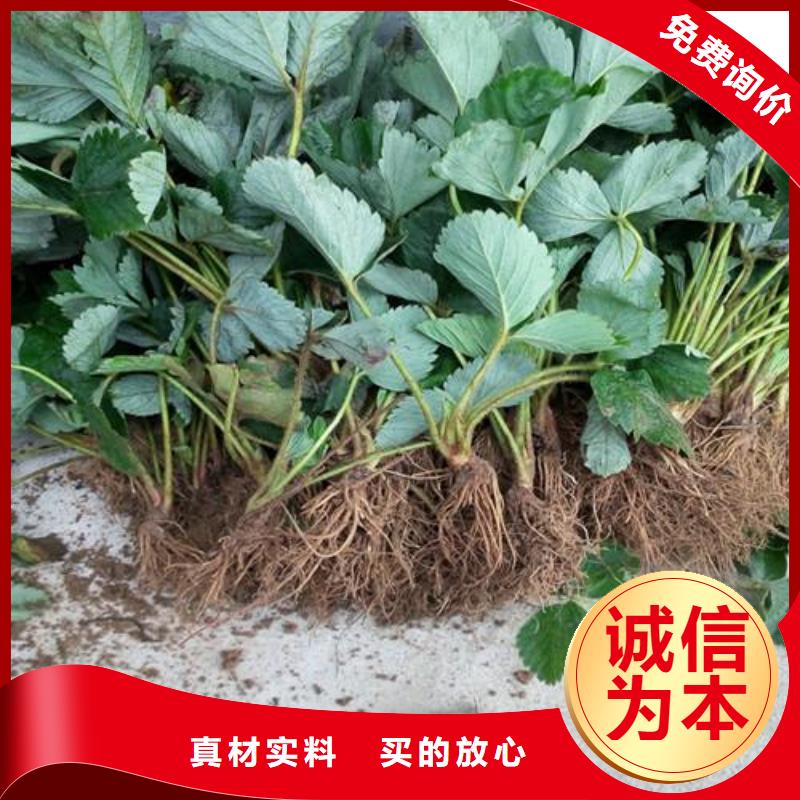 草莓苗-蓝莓苗送货上门