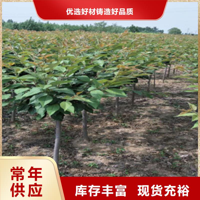 樱花占地果树讲信誉保质量