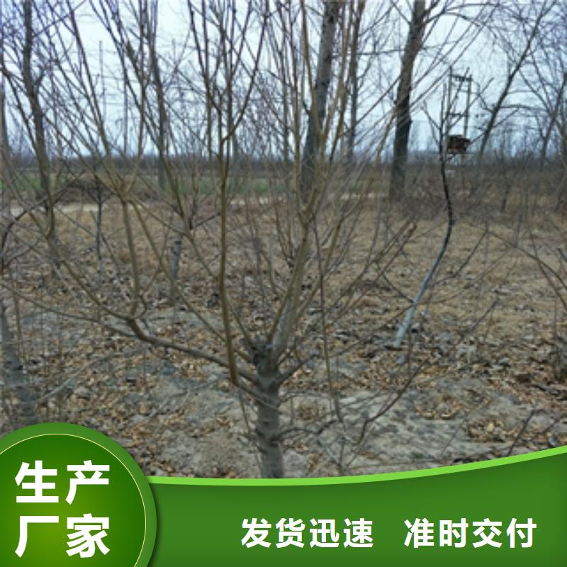 桃树占地果树质量可靠