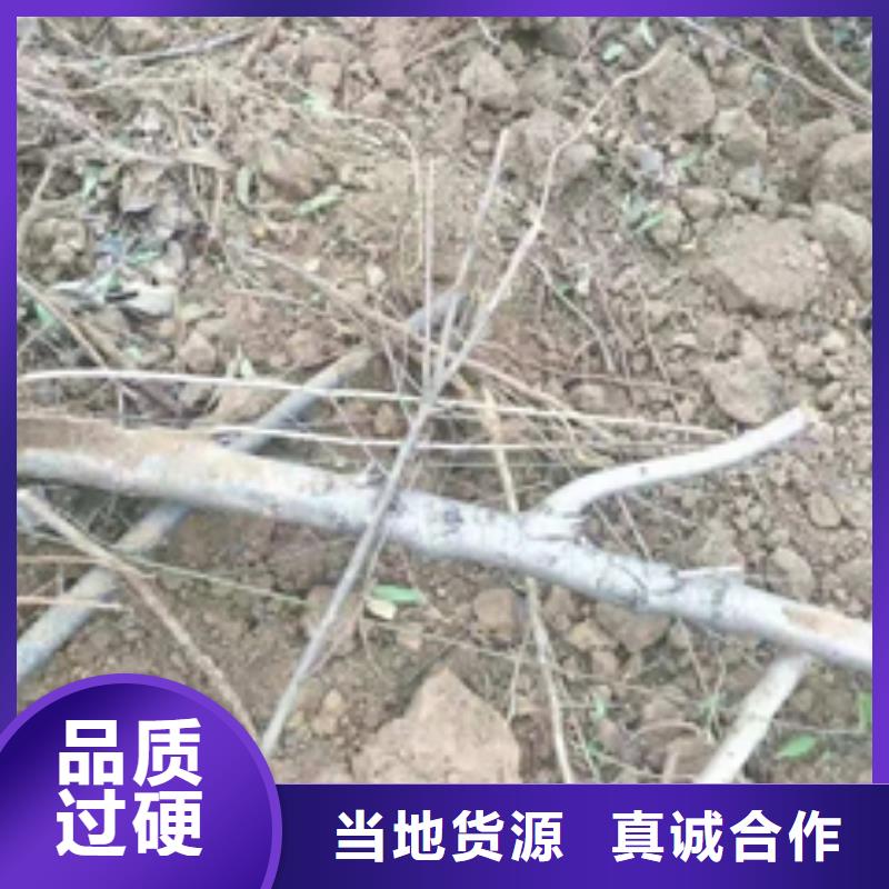 桃树核桃苗 樱花苗 长果桑树苗产品优良