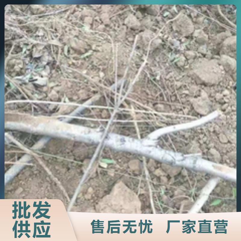 桃树_钙果苗质检合格出厂