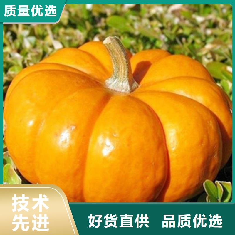 无皮南瓜粒信息