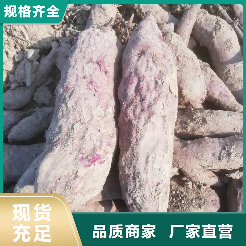 儋州市高产红薯苗（普薯32号)生产厂家
