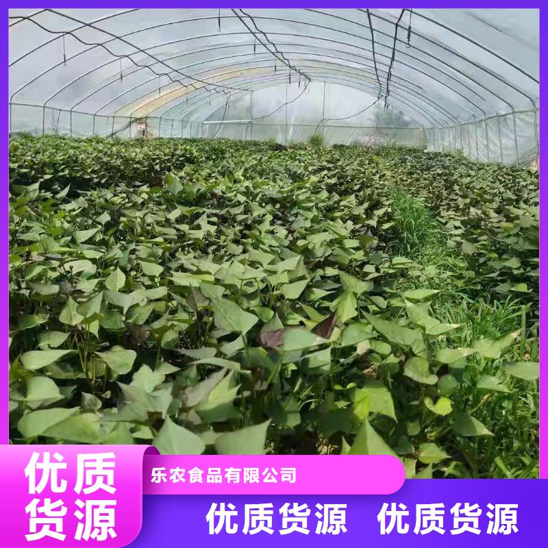 济黑1号紫薯苗价格优惠