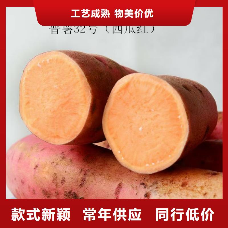 麦茬苗（紫薯)麦茬苗