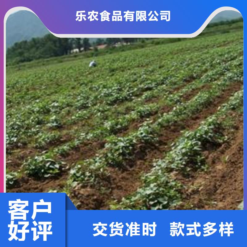 高剪脱毒普薯32号苗子报价