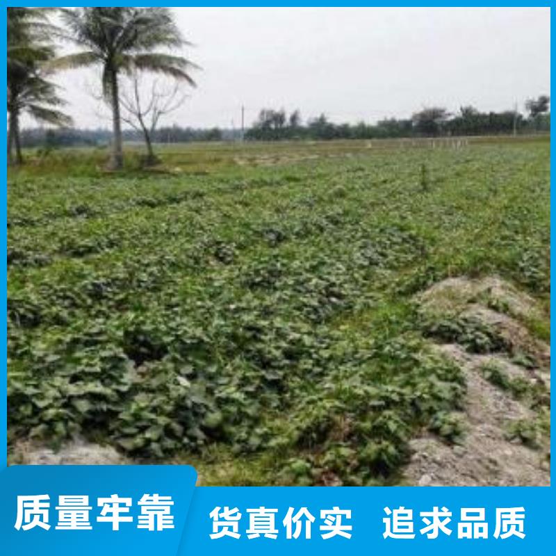 紫薯苗（济黑2号）厂家价格