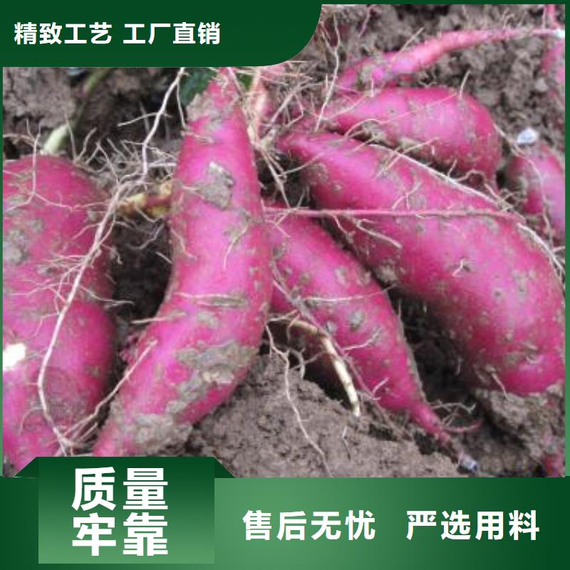 高剪红薯苗客户群遍布全国