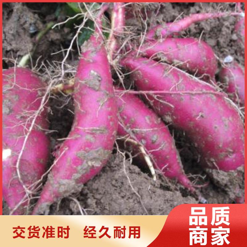 紫红薯苗厂家价格