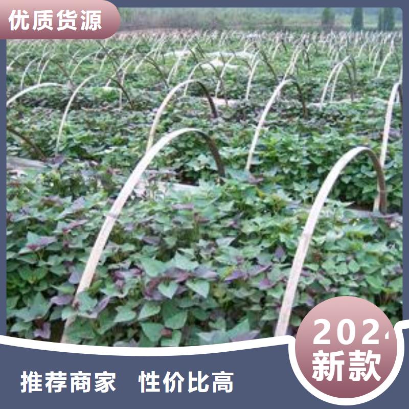 高剪苗红薯苗（西瓜红）区别