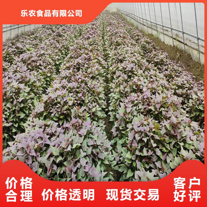 夏薯济黑2号苗子选山东乐农紫老大