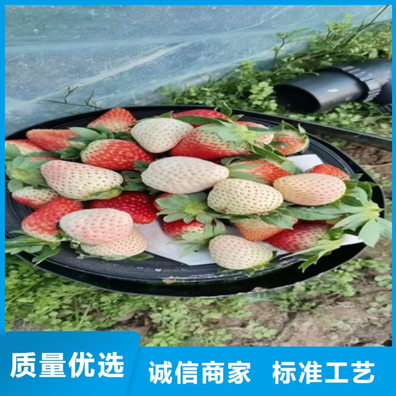 红花草莓草莓苗