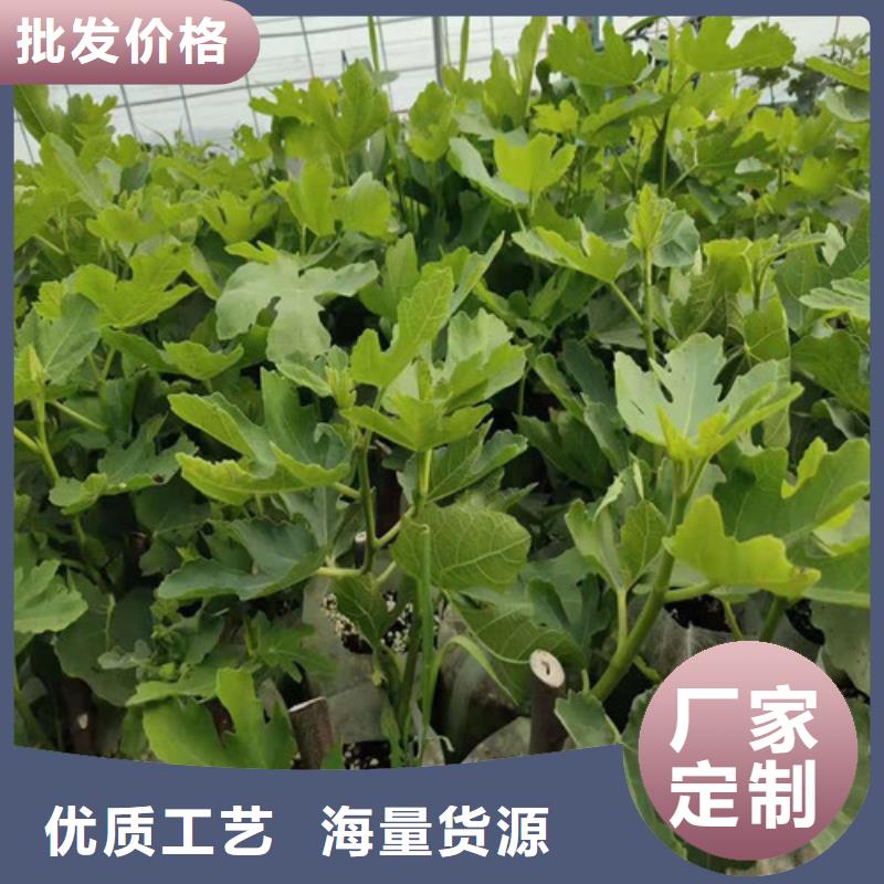 无花果大棚草莓苗N年生产经验