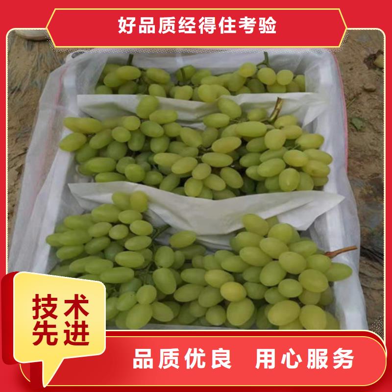 摩尔多瓦葡萄树