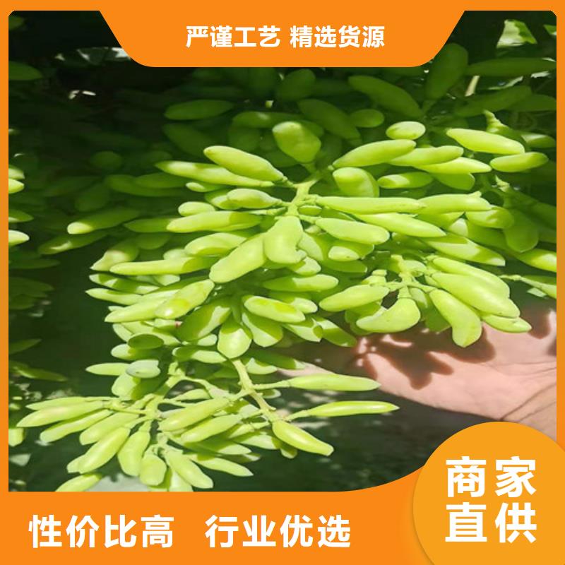 摩尔多瓦葡萄树