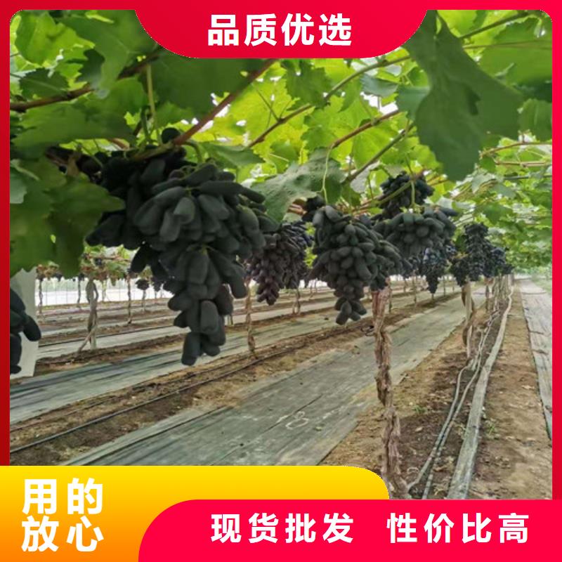 葡萄花椒苗厂家实力大