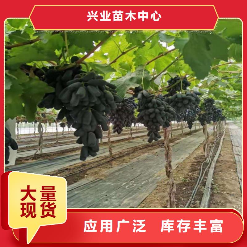 甬优一号葡萄树苗