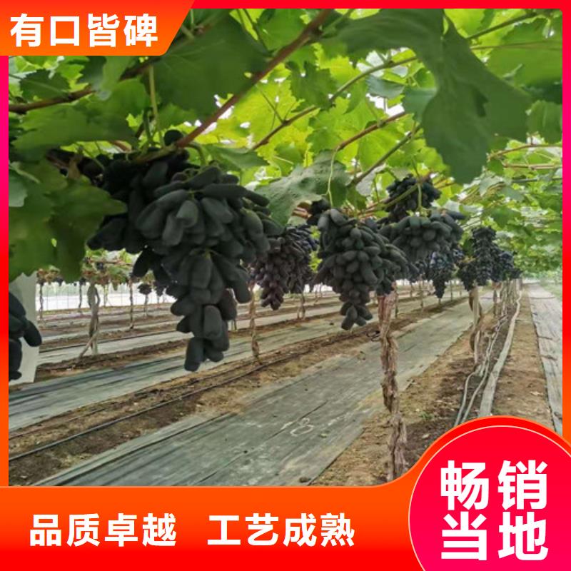 秋天清脆葡萄苗商家