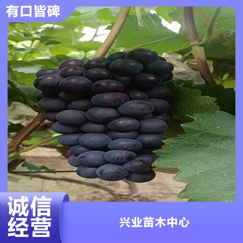 葡萄软枣猕猴桃苗省心又省钱