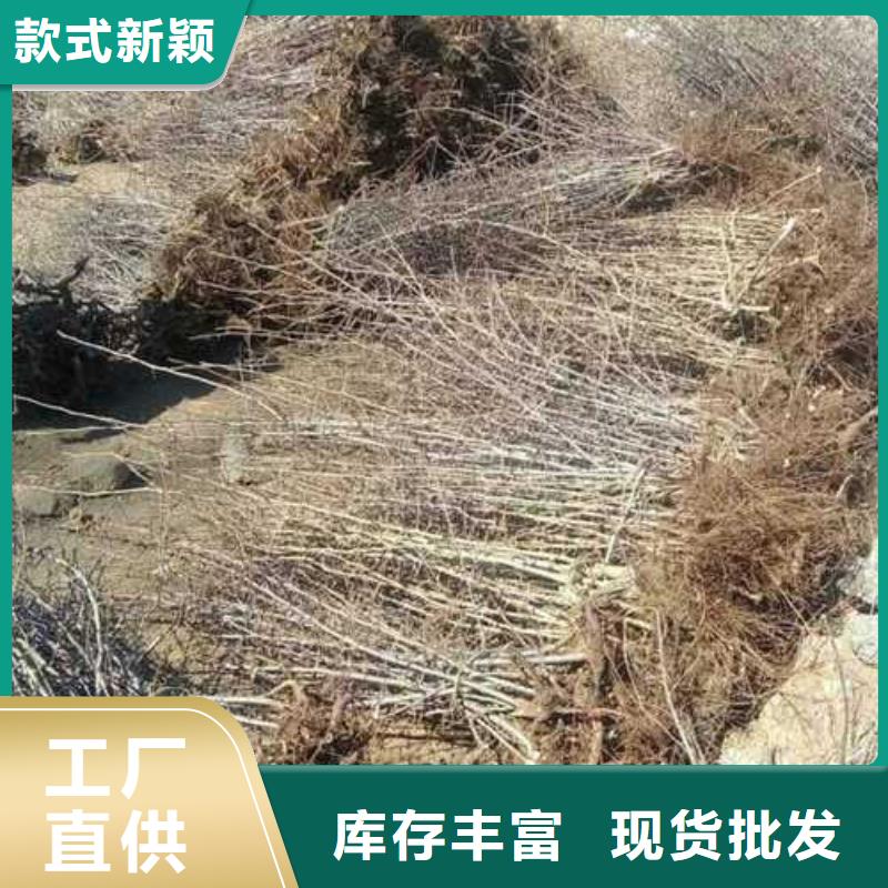 杜梨-皇冠梨树苗品质保证实力见证