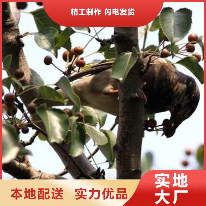 杜梨新梨7号梨树苗今日价格
