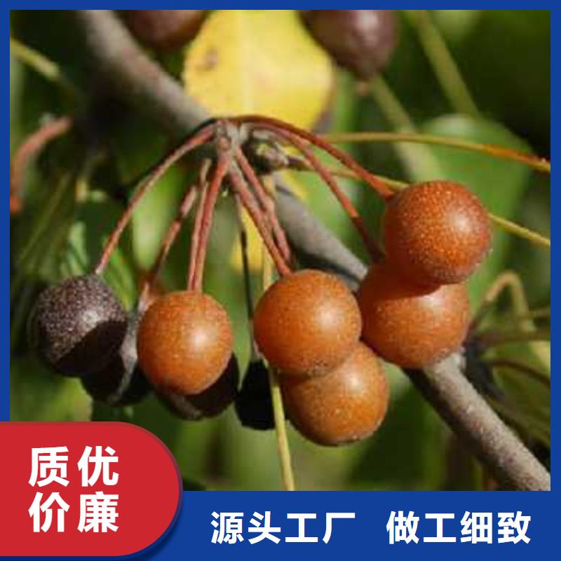 杜梨香酥梨树苗精致工艺