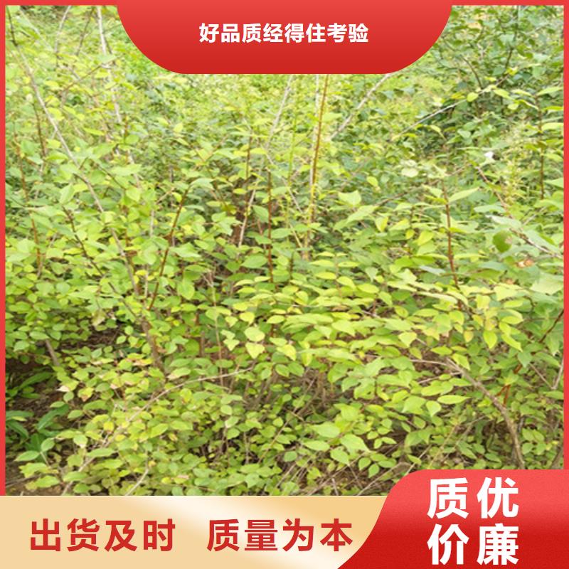 杈杷果树苗一亩地多少棵