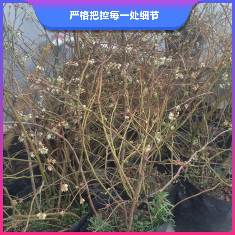 蓝莓苗 猕猴桃苗匠心品质