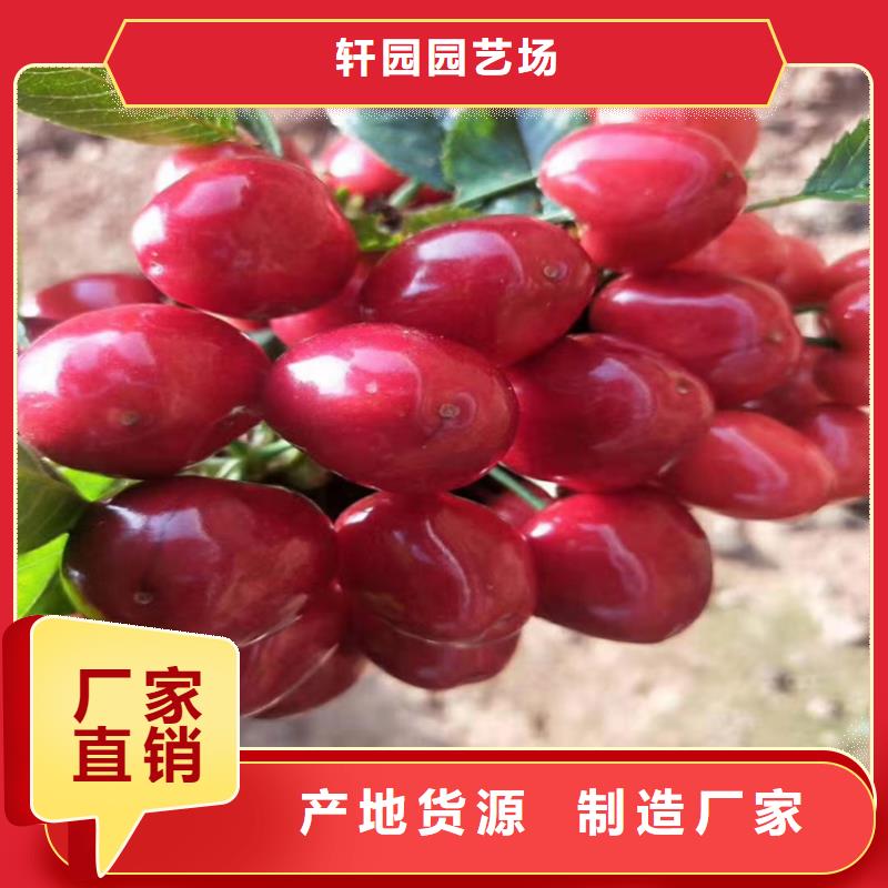 樱桃,葡萄苗敢与同行比服务