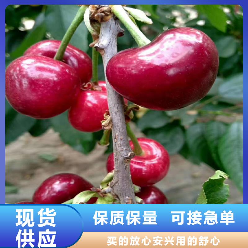 樱桃苗怎么种植