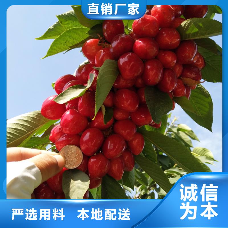 矮化车厘子树苗现挖苗现发货