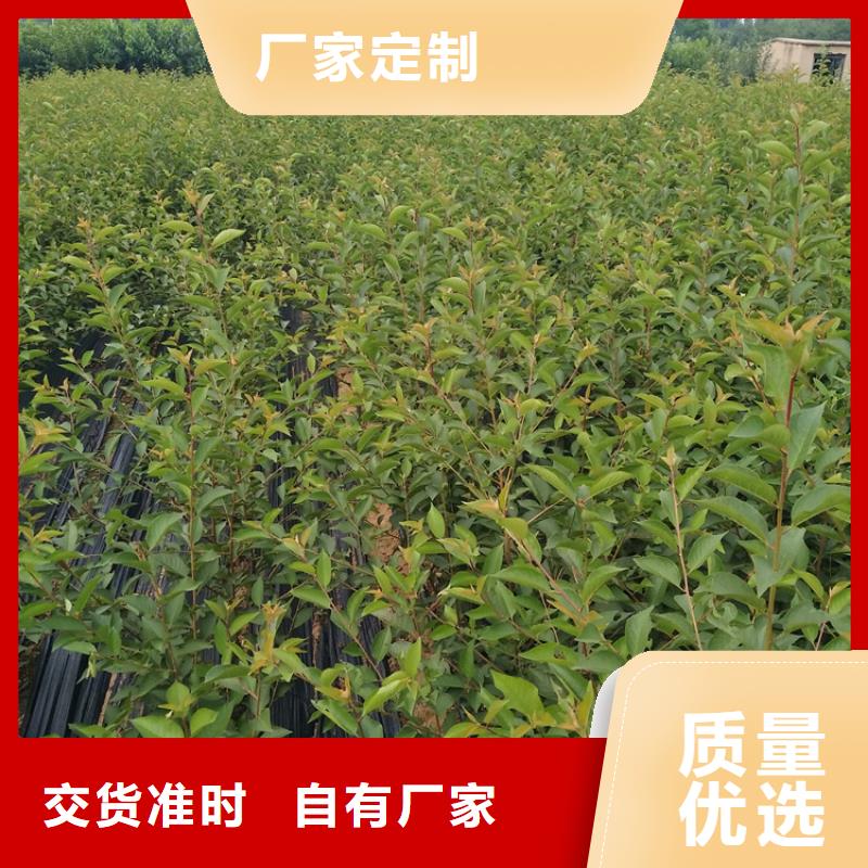 车厘子多少钱一棵