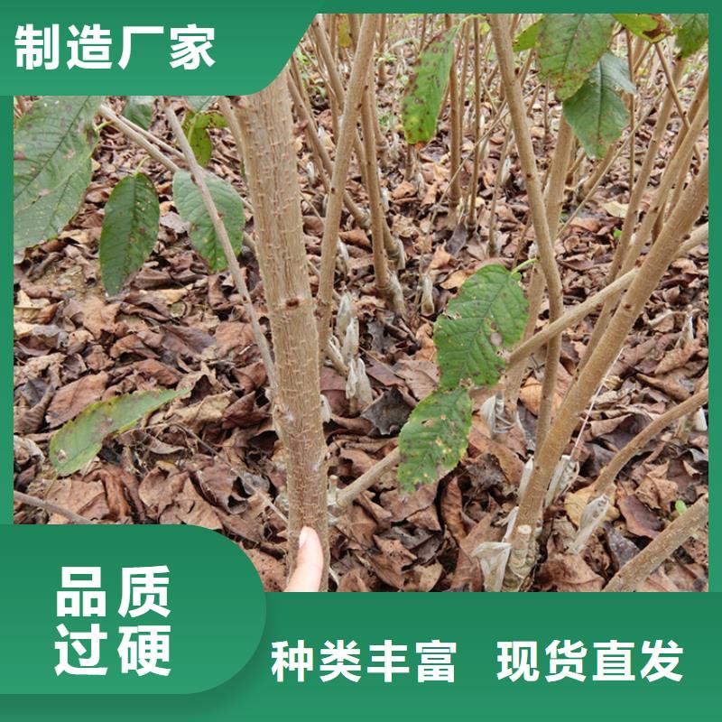 樱桃,苹果苗来图来样定制