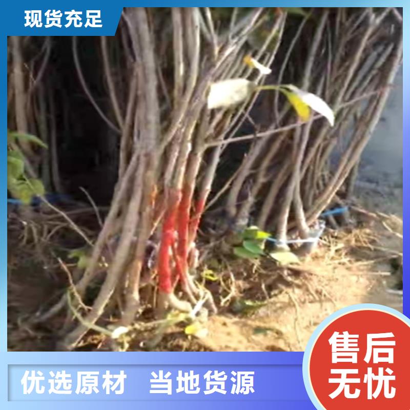 樱桃,苹果苗来图来样定制