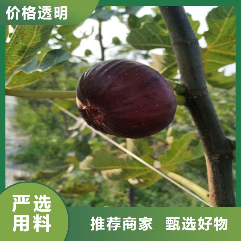 无花果 【嘎啦苹果】品质优选