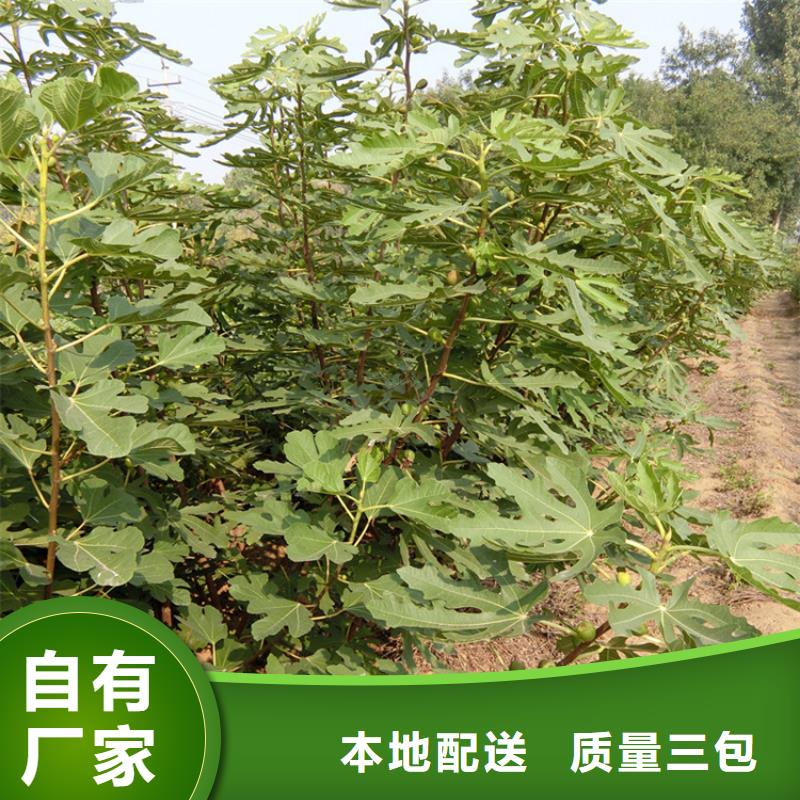 无花果樱桃苗资质认证