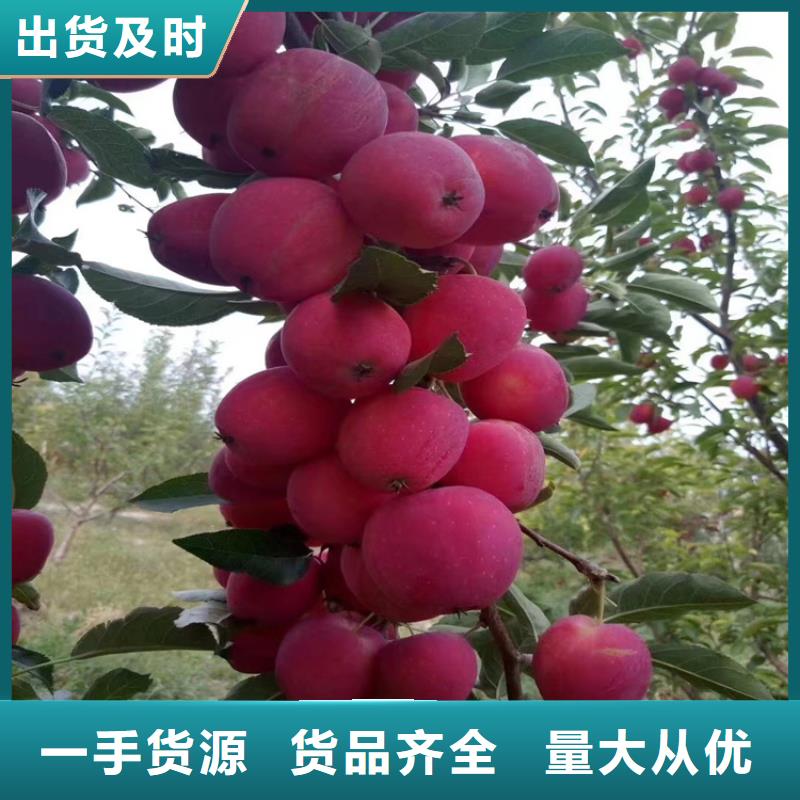 苹果 樱桃苗品质保证