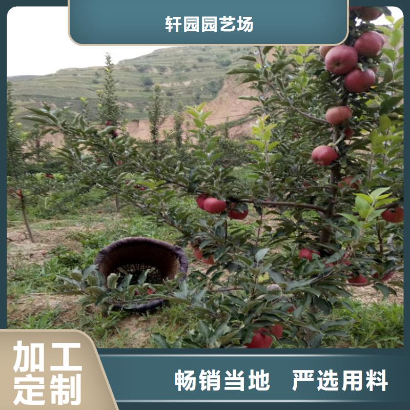 苹果,石榴苗专注生产制造多年