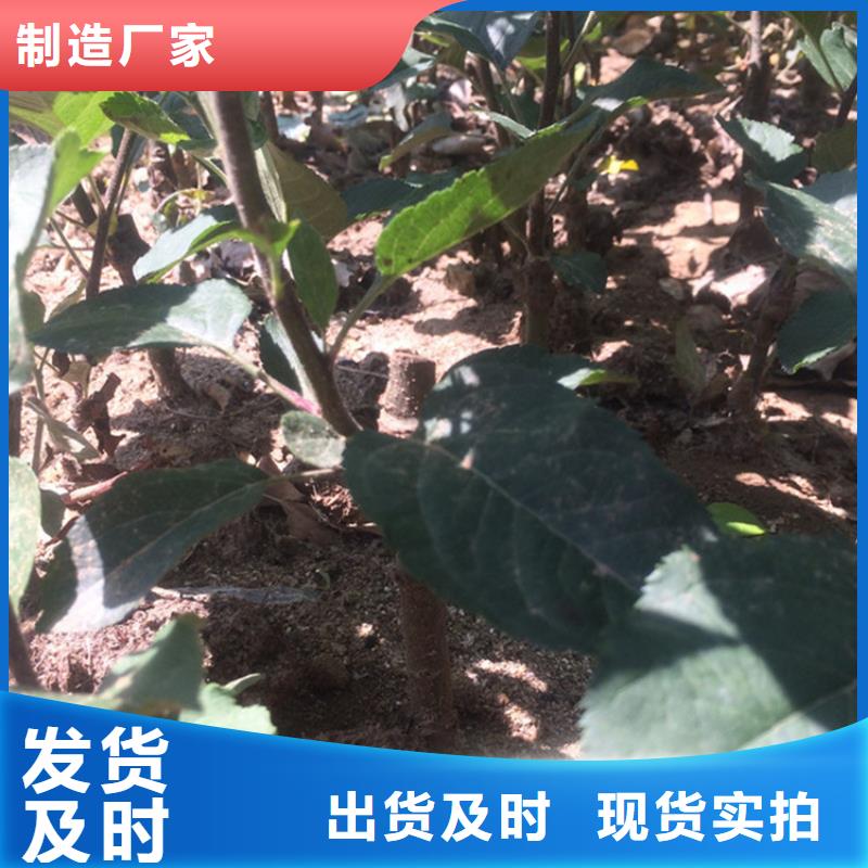 苹果,石榴苗专注生产制造多年